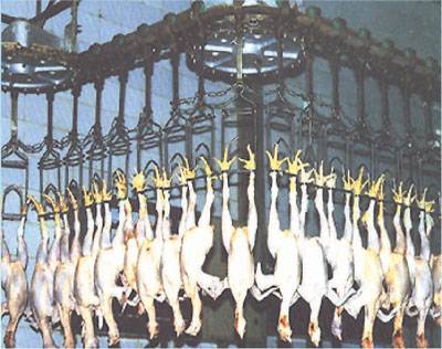 脫毛機(jī)流水線